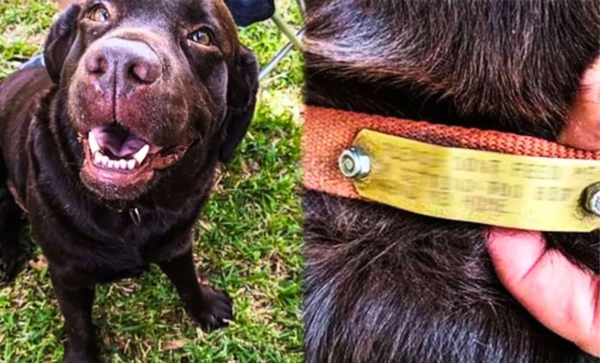 Eine rührende Reise von Treue und Hoffnung: Die Geschichte eines streunenden Labradors